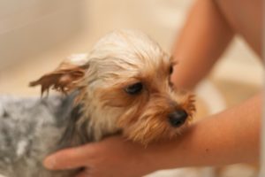 デメリットはない おすすめの犬用マイクロバブル付シャワーヘッドは 自宅でのやり方まで紹介 Maiku Blog