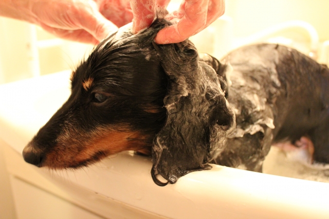 犬のシャンプーでおすすめの泡立て器は？泡立て方も紹介【トリマー解説】 | maiku blog