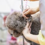 犬のカットに人間用バリカンを使うべきではない理由 犬用バリカンとの違い おすすめ商品 使い方など Maiku Blog