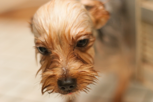 犬がシャンプー後に暴れる！？原因と対処法をトリマーがご紹介 maiku blog