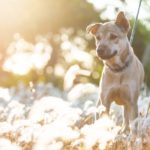 犬に人間用シャンプーを使って大丈夫かトリマーが解説 薄める 石鹸 ボディーソープはどう Maiku Blog